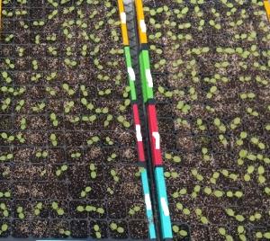Lettuce seedlings during greenhouse trial establishment. Photo used with permission.
