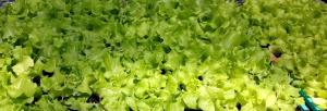 Lettuce seedlings grown to harvest stage in the greenhouse trial. Photo used with permission.