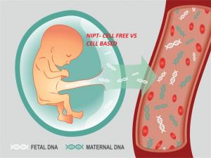 cell-free fetal DNA testing market