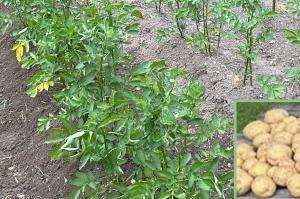 Customer-grown potatoes produced with NutriHarvest® organic fertilizer, shown with a harvest overlay. Photos used with permission.