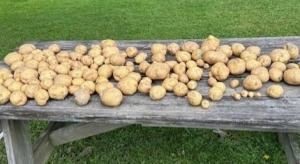 Harvested potatoes from the same garden grown with NutriHarvest® organic fertilizer. Photo used with permission.