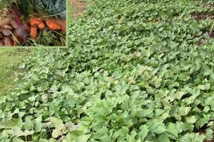 Customer-grown sweet potatoes produced with NutriHarvest® organic fertilizer, shown with a harvest overlay. Photo used with permission.