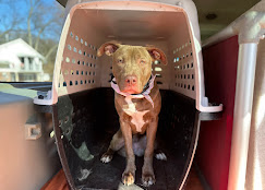 Off Leash K9 Training Toledo OH