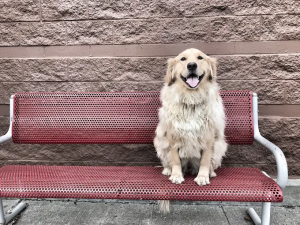 Off Leash k9 Training Albany Dog