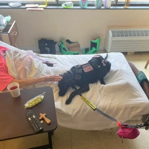 Off Leash k9 Training Dog Albany NY