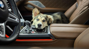 Off Leash k9 Training Dog Atlanta