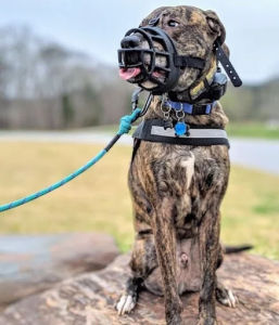 Off Leash k9 Training Dog Atlanta GA