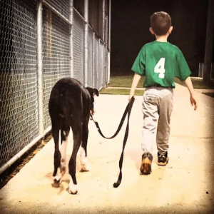 Off Leash k9 Training Atlantra Dog