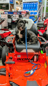 Off Leash k9 Training Dog Photo