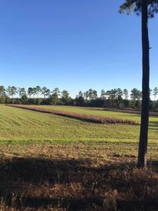 Georgia Hunting Plantation