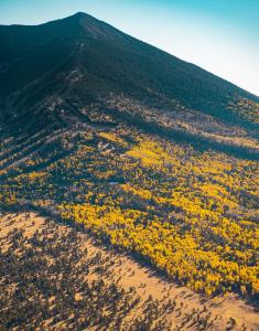 A mountain covered in dense forest with bright yellow aspen trees in autumn and a clear blue sky overhead.