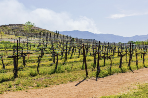 Rows of grapevines at Alcantara Vineyards in Camp Verde, Arizona with mountains in the background on a sunny day.