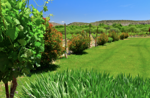 Wide view of Alcantara Vineyards showing green grass, rows of grapevines, and surrounding hills under a clear blue sky.