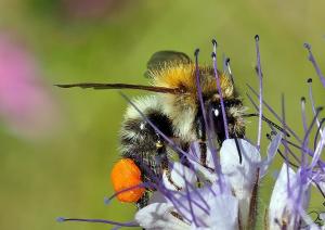 Bee with pollen-covered legs collecting nectar and pollen from Lacy Phacelia (Phacelia tanacetifolia), illustrating pollinator activity and plant-pollinator relationships.