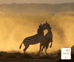 Wildlife photograph of zebras by Nicole Griffin, Gold Medal winner at the PPA International Photographic Competition
