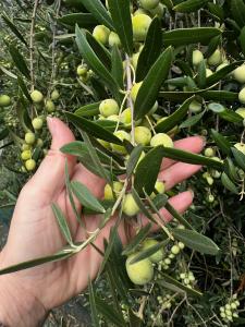 Early Harvest Olives