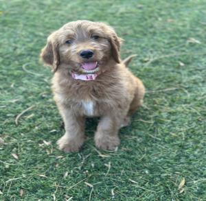 mini goldendoodle for sale in San Diego