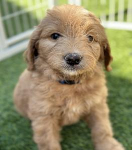 goldendoodle for sale in California