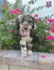 teacup goldendoodle for sale