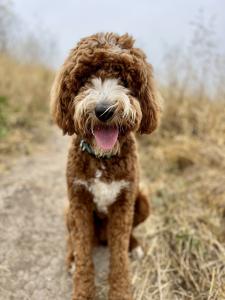 merle goldendoodle for sale