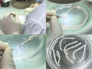 Isolation Process of Aortic Endothelial Cells by a Cloud-Clone Technician