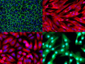  Representative Quality Control Results of Primary Cells Prior to Release