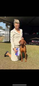 Off Leash k9 Training Santa Rosa