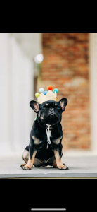 Off Leash k9 Training 30A Photo