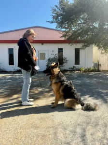 Off Leash k9 Training Santa Rosa Photo