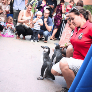A group of people watches two penguins walking on pavement, guided by a staff member in a red shirt.