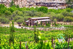 Alcantara Vineyards and Winery in Cottonwood Arizona with vineyard rows and surrounding landscape