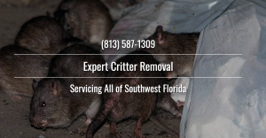 Critter Removal Central FL