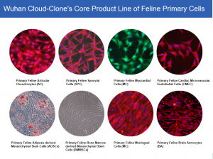 Wuhan Cloud-Clone’s Core Product Line of Feline Primary Cells