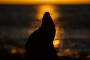 Galapagos Photography Safari ©Lucas Bustamante - Wildlife
