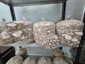 Oyster mushrooms growing from substrate-filled plastic bags arranged on a metal shelf in an indoor cultivation setup