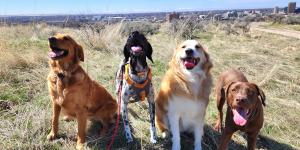 Zen Pet Care Services Celebrates Nine Years of Award-Winning Pet Care Excellence in Boise
