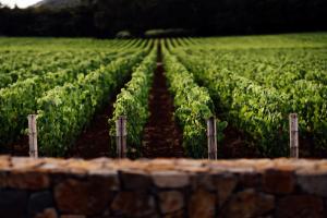 vineyard image of Rudd Estate in Oakville Napa Valley