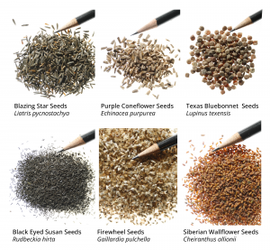 Close-up of six different wildflower seed types showing variation in size, shape, and texture used in diverse seed mix design.