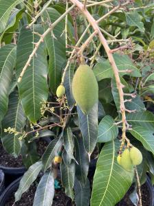 Mango trees growing in pots at Everglades Farm’s Homestead, Florida nursery, showcasing a heat-tolerant tropical fruit tree suitable for container gardening
