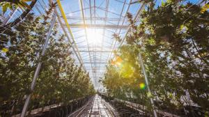 Copperstate Farms operates the largest cannabis greenhouse in the United States in Snowflake, Arizona. Photo courtesy of Copperstate Farms.