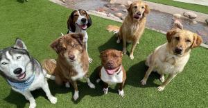 New referral program for dog boarding, cat boarding, dog daycare, dog grooming, and dog training