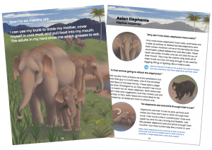 A fan of two pages: on the left is a first page from the book's elephant section, showing an elephant mother and calf walking towards the viewer; on the left is a page from the back explaining environmental details of the first's illustrations, including a sloth bear.