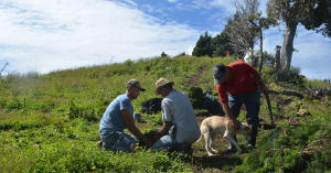 Three farmers working on the field alongside their dog, under a sunny sky