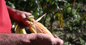 Farmer's hands holding an ear of corn