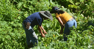Two farmers working on a field, on a sunny day