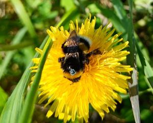 Bumblebee in a yellow flower with a tiny RFID tag on its back.