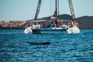 Whale Watching Tours in Tenerife
