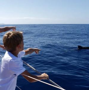 Whale Watching in Tenerife