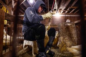 Foie Gras Farm Force Feeding Feb 18th 2026