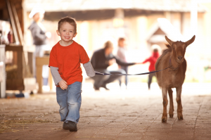 A child in a red shirt walks a small brown goat on a leash inside a rustic farm setting at Dutch Village, showcasing one of the park’s interactive animal attractions designed for young visitors.